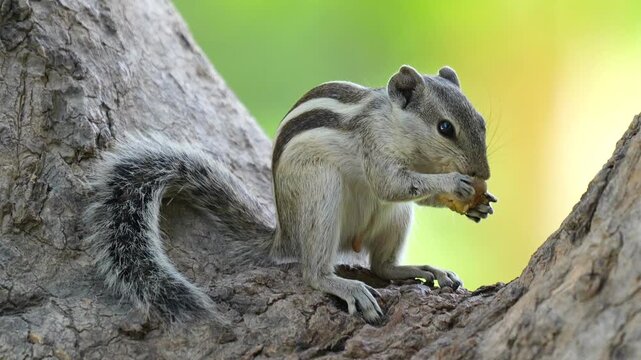 Indian Palm Squirrel Eating on Tree (Funambulus palmarum) &ndash; 120fps Slow Motion 4K Footage