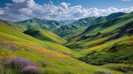 Fototapeta premium Spring wildflowers bloom in vibrant valley, sunny day, California landscape, panoramic view, nature photography