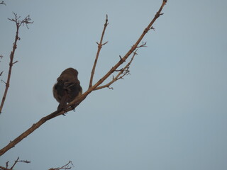 Amazing Birds in the Nature, Sri Lanka 