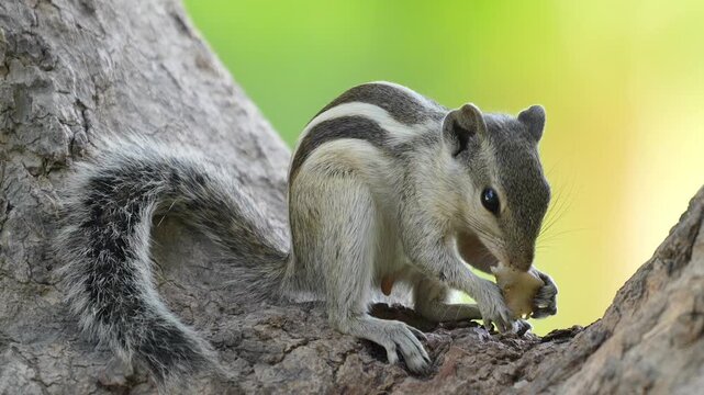 Indian Palm Squirrel Eating on Tree (Funambulus palmarum) &ndash; 120fps Slow Motion 4K Footage