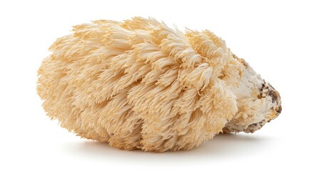 lion's mane mushroom with shaggy texture isolated on a white background showcasing its natural shape and details for culinary or botanical use