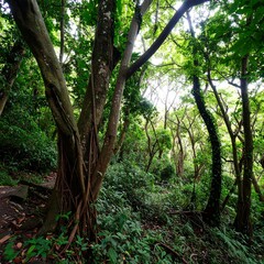 Obraz premium Lush jungle forest scene