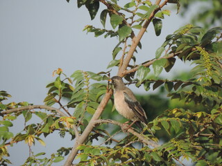 Amazing Birds in the Nature, Sri Lanka 