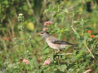 Amazing Birds in the Nature, Sri Lanka 