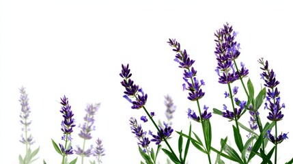 Obraz premium Lavender Flowers with Green Stems Isolated on White Background, Floral Freshness