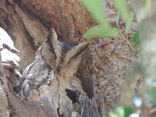 Amazing Birds in the Nature, Sri Lanka 
