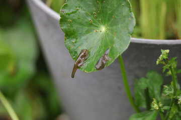 尻尾が残る小さなカエル