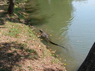 A large monitor lizard is swimming leisurely in the bright midday sunlight.
