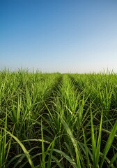 Obraz premium Lush sugarcane field under a bright blue sky, agricultural landscape background