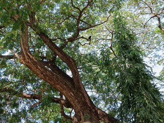 
Artistic photography, background image, under the shade of a big tree