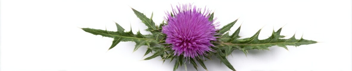 Obraz premium Scotch Thistle Blossom with Green Leaves and Sharp Prickles Isolated on White