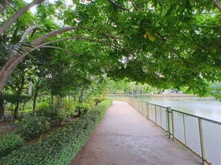 
A bridge over the lake passes under the branches of a large tree.