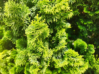Chamaecyparis Obtusa 'Sunspray' plant close up