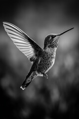 Fototapeta premium hummingbird 