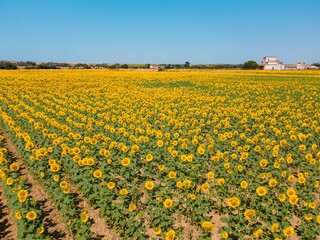 Fototapeta premium Vast sunflower field under clear blue sky with rural buildings in background.