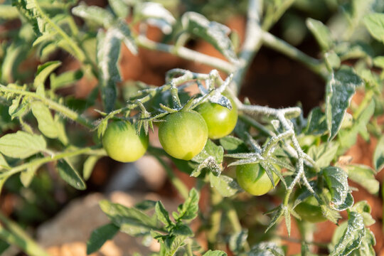 Green Tomatoes Growing with Organic Sulfur Powder Treatment