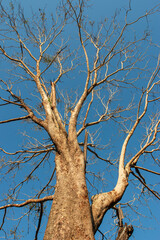 Trees that are experiencing drought only show their trunks and branches.