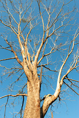 Trees that are experiencing drought only show their trunks and branches.