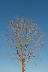 Trees that are experiencing drought only show their trunks and branches.