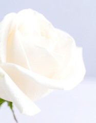 Closeup white rose petals