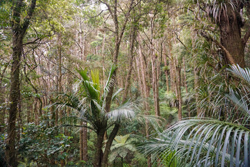 The athmosphere inside Memorial Kauri Park in Whangarei, New Zealand.	