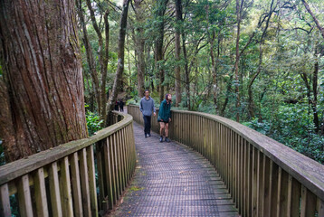 Tourist walking inside Memorial Kauri Park in Whangarei, New Zealand.	