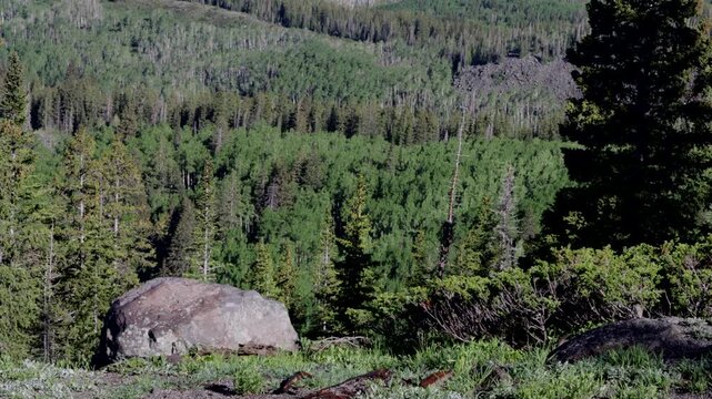 Ground Squirrels at play around large rocks at the top of Grand Mesa in western Colorado