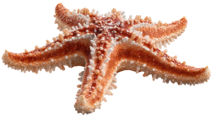 Orange starfish with spiky texture and detailed tube feet