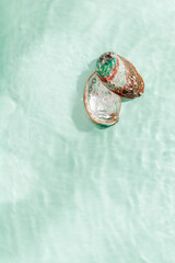 Colored closeup shells floating on waves green blue sea water at sunlight. Beauty nature textured  Seashells, marine life, nautical style, Minimal summer aesthetic, beach lifestyle, pastel color