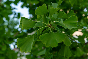 Ginko Biloba Fan shaped leaves on a branch