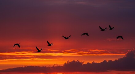 Obraz premium Fiery Sunset Silhouette: Geese in Flight Against a Dramatic Sky