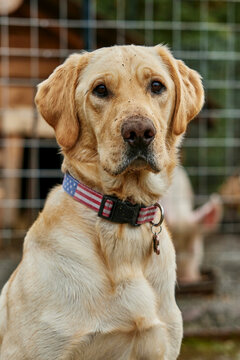 golden retriever labrador mix portrait
