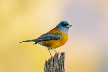 Patagonian sierra finch
