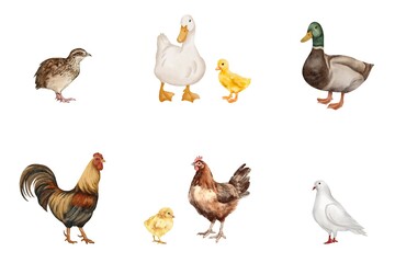 Various of poultry set on white background. Watercolor of quail, chicken, chick, duck, duckling, goose, rooster, and dove on white. Hand drawn of edible birds, animals