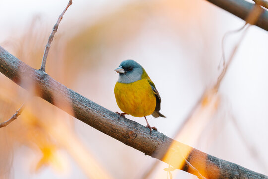 Patagonian sierra finch