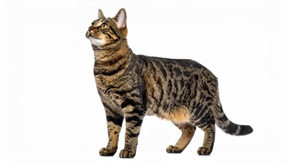 Curious tabby cat standing and looking up on white background. Detailed high quality image. 