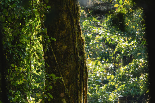 Mossy tree trunk in the forest