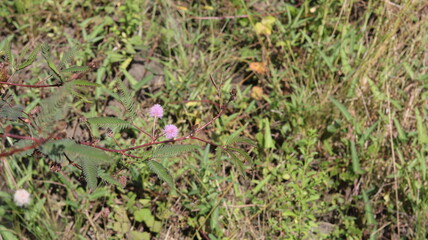 Mimosa grass flowers are round and purple in bloom, macro, blurred background