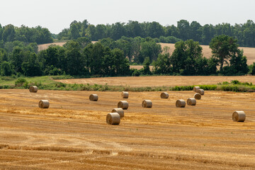 Round Bales of Hay or Straw in a field