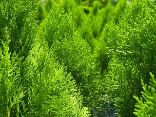Close up captures bright green thuja branches forming a dense background in high resolution photo