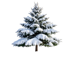 Obraz premium Majestic Pine Tree Covered in Fresh Snow, Winter Wonderland Scene