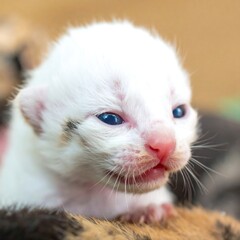 Obraz premium Tiny white kitten with blue eyes