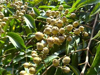 Close up reveals cluster of mature fruit on a tree branch among leaves