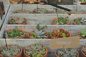 plants in pots