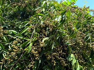 Close view showing green leaves and unripe fruit on a tabebuia tree under bright blue sky
