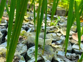 Emerging green seedlings in clear plastic bags showcases a growing organic nursery