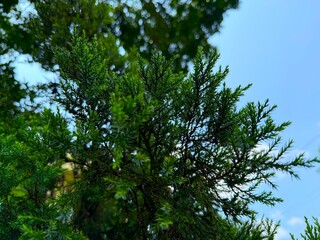 Evergreen juniper branches showcase lush green foliage against a bright sky background