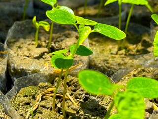 Fresh green seedlings emerge from fertile soil under sunlight in a high resolution photo