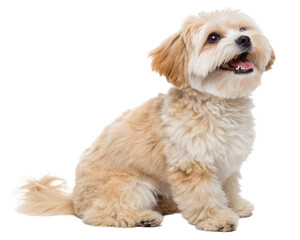 Obraz premium puppy on white background