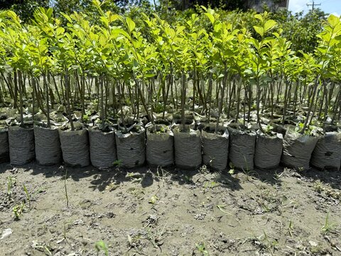 Row of young saplings in bags planted on the ground ready for cultivation